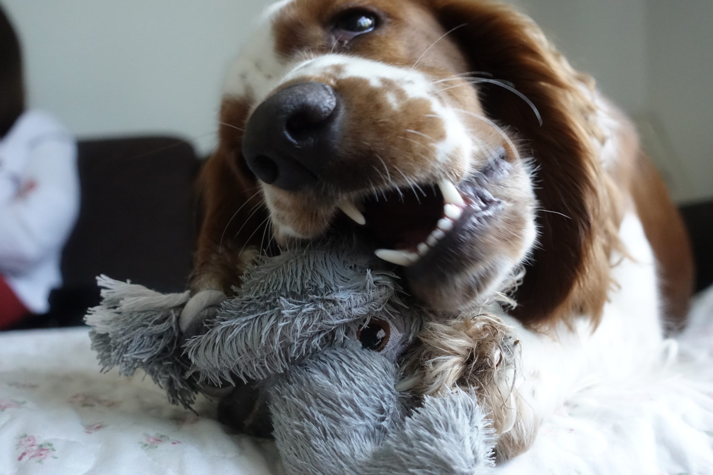 Dog with toy