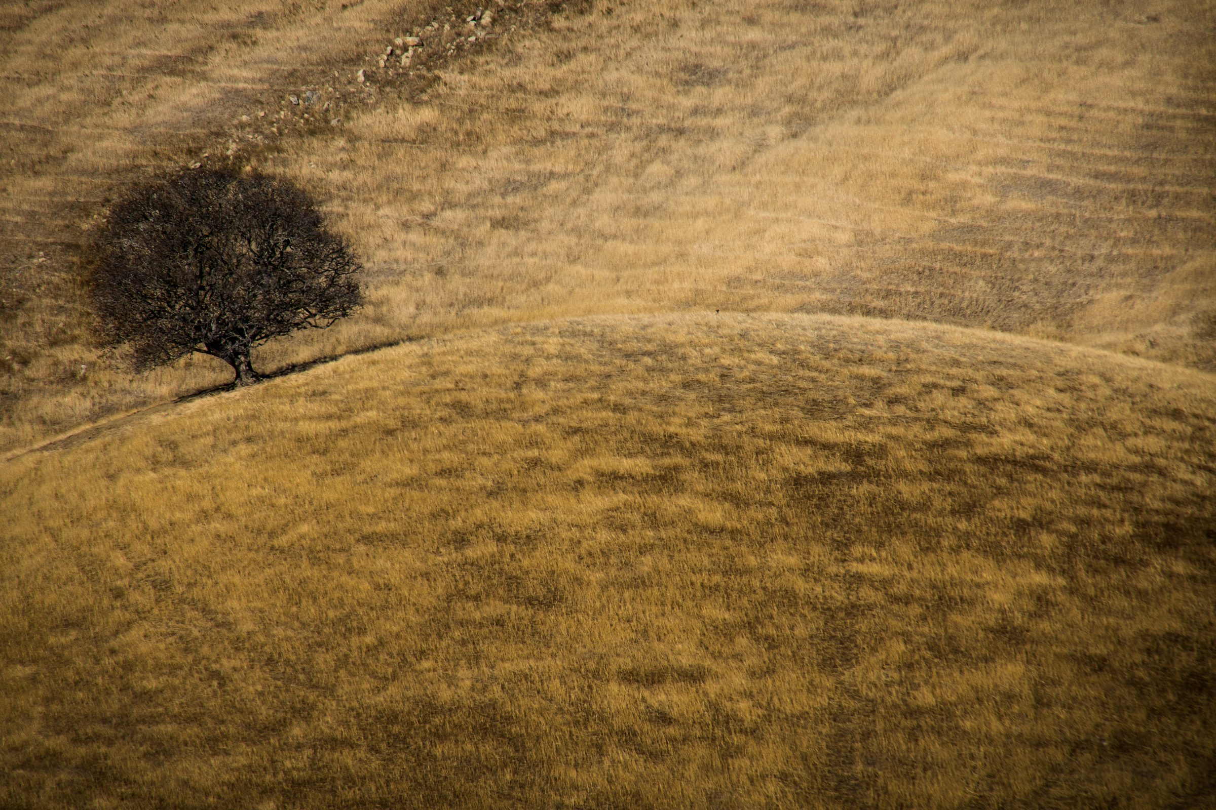 Lone tree on golden hill