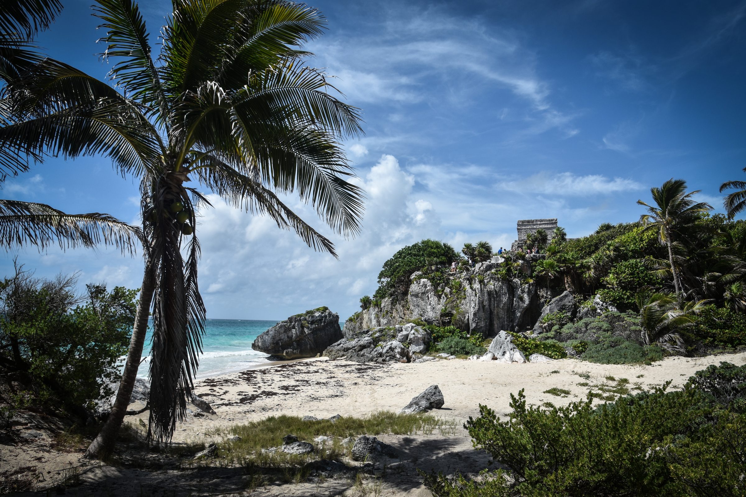 Iguana on rock