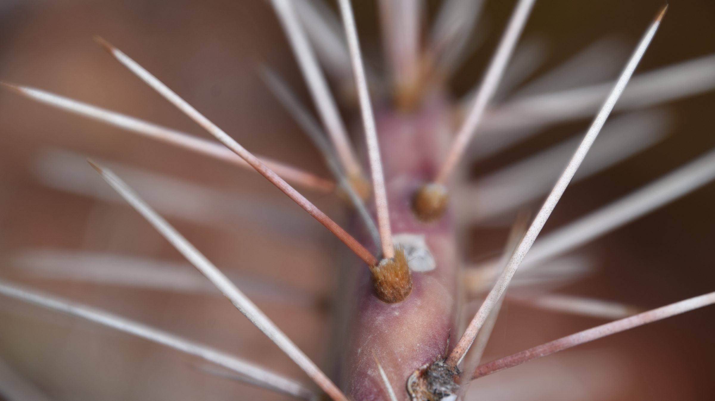 Cactus spines close-up