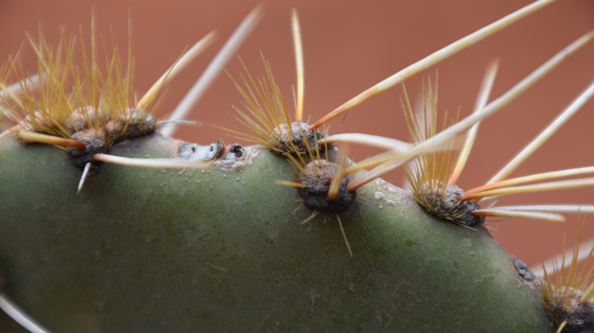 Cactus detail